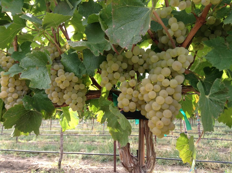 Wineries Unique Wine Company